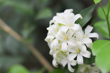 Obraz na płótnie Canvas Jasmine white flowers on tree in the garden