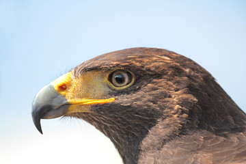 Harris Hawk 