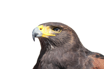 Hawk on white background