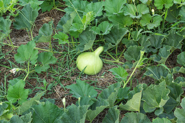 Bottle gourd