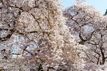 Cherry (Sakura) Blossoms