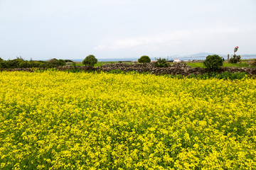 Yellow rape flowers bloom and a field