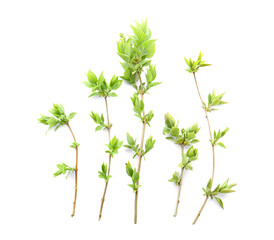 Fresh lilac branches on white background