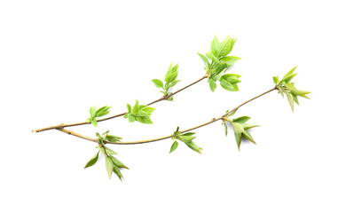 Fresh lilac branches on white background