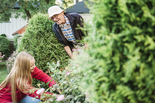 Sweden, Vastmanland, Hallefors, Bergslagen, Grandfather and granddaughter (12-13) working in garden