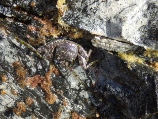 Crab