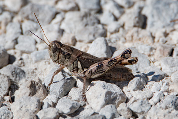 Brown Texas Grasshopper