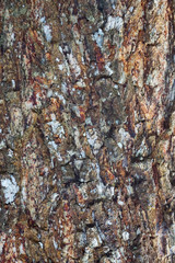 Texture of tree barks