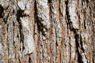 Texture of tree barks