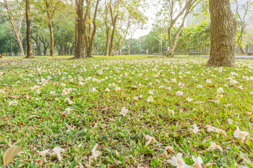 Beautiful green park in autumn at Vachirabenjatas Park (Rot Fai Park) Bangkok, Thailand