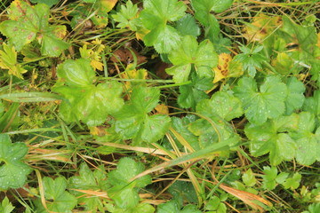 セリャラントスフォスのクローバー