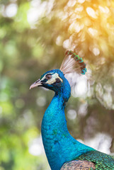 Close up head of male peacock in nature