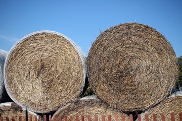 Farmers Round Straw Bales of Hay Behind a Fence
