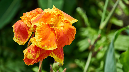 Beautiful big orange flowers