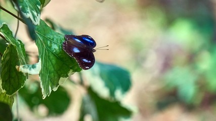 Big black butterfly on a leaf