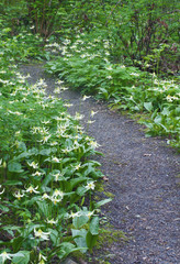 Fototapeta na wymiar Meadow Path of white Fawn Lily flowers/Pathway of white fawn lily flowers in meadow. Species name is erythronium oregonum