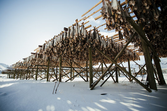 Norway, Lofoten, Large amount of dead fish hanging on wooden construction