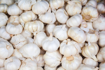 White garlic on the market. Fresh garlic harvested from the garden for sale.