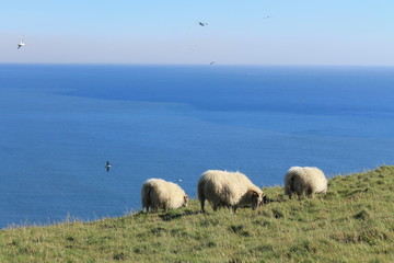 ヴィークの丘の羊