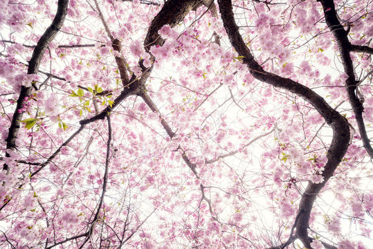 Sweden, Sun shining through blooming tree branches