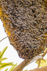 The bees are absconding the hive after ten months.