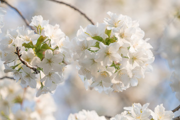 Naklejka premium Soft focus Beautiful white cherry blossom, Sakura flower at full bloom in Japan