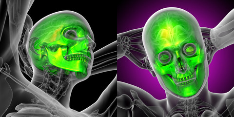 3d rendering medical illustration of the skull © maya2008