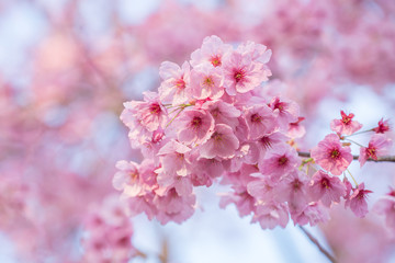 Soft focus Beautiful pink cherry blossom, Sakura flower at full bloom in Japan