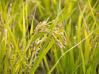 Rice harvest will soon come at paddy field in countryside of Fukuoka prefecture, JAPAN. It is in November.