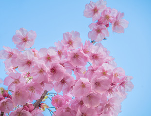 Soft focus Beautiful pink cherry blossom, Sakura flower at full bloom in Japan