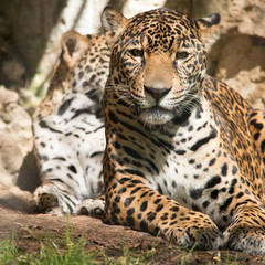 Female Jaguar with young