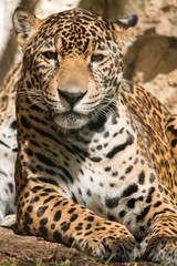 Obraz premium Jaguar