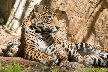 Fototapeta premium Female Jaguar with young
