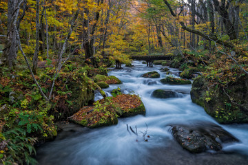 Oirase stream in autumn season, Towada, Japan.