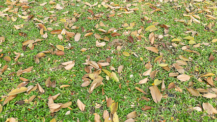 Natural texture of dry leaves on ground on autumn