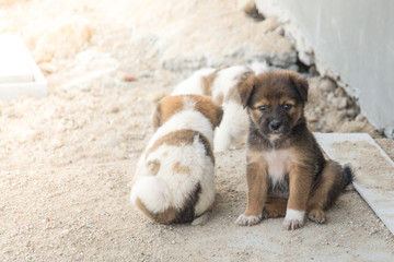 Cute  puppy Thai dog,Thailand