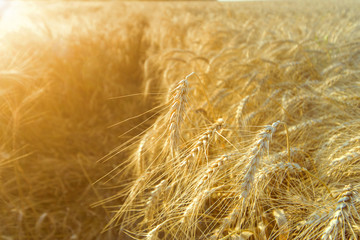 Ripe golden wheat ears in the field before harvest.