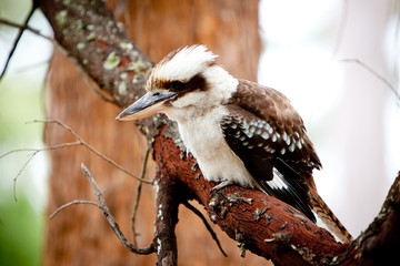 Juvenile Kookaburra in a tree - Australian native bird
