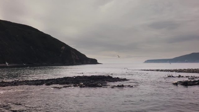 Starichkov Island specially protected natural area with pusa and waterfowl colonies stock footage video