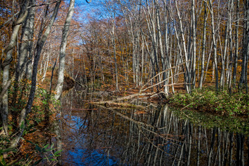 Leafless trees and reflection in autumn season, Japan.