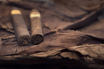 group of cigars on tobacco leaves