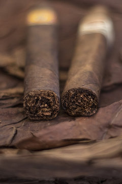 group of cigars laying on a bed of tobacco leaves