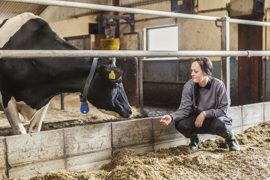 Sweden, Skane, Female dairy farmer at work