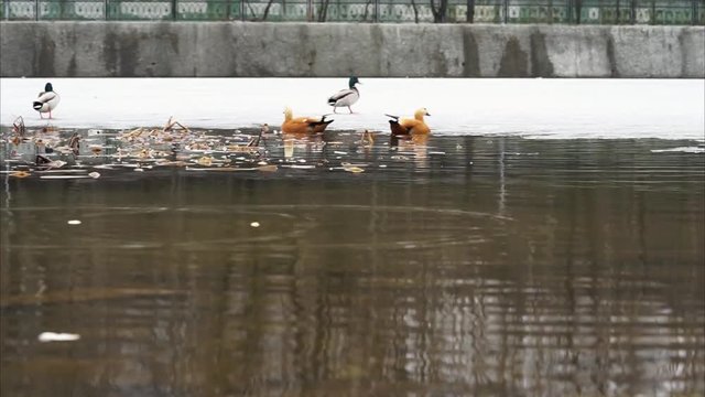 Ducks in winter icy pond. Mallard and Ruddy shelduck.