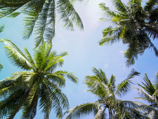 Fototapeta na wymiar Palm tree crowns with green leaves on sunny sky background. Light blue toned photo.