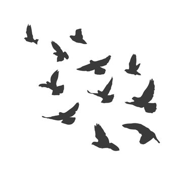Silhouette flying birds on white background. Pigeons fly.