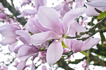 Closeup of Magnolia flower blossom on tree branch/ Selective focus of pink magnolia flower blossom in tree