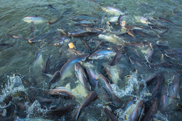 Fototapeta na wymiar give food for many fish in the river 