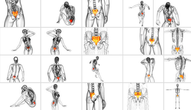 3d rendering medical illustration of the sacrum bone