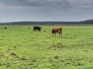 Naklejka na ściany i meble A cow on a meadow in spring